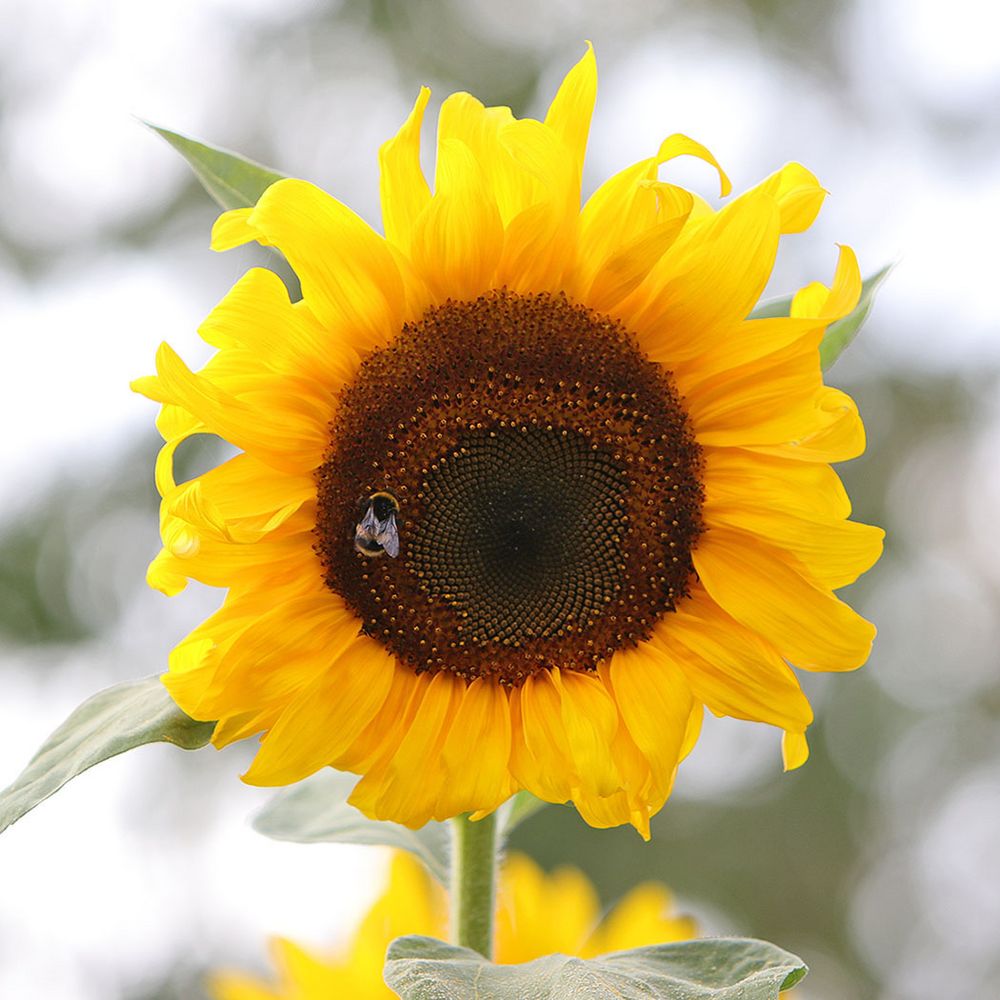 Gastfreundliche Sonnenblume