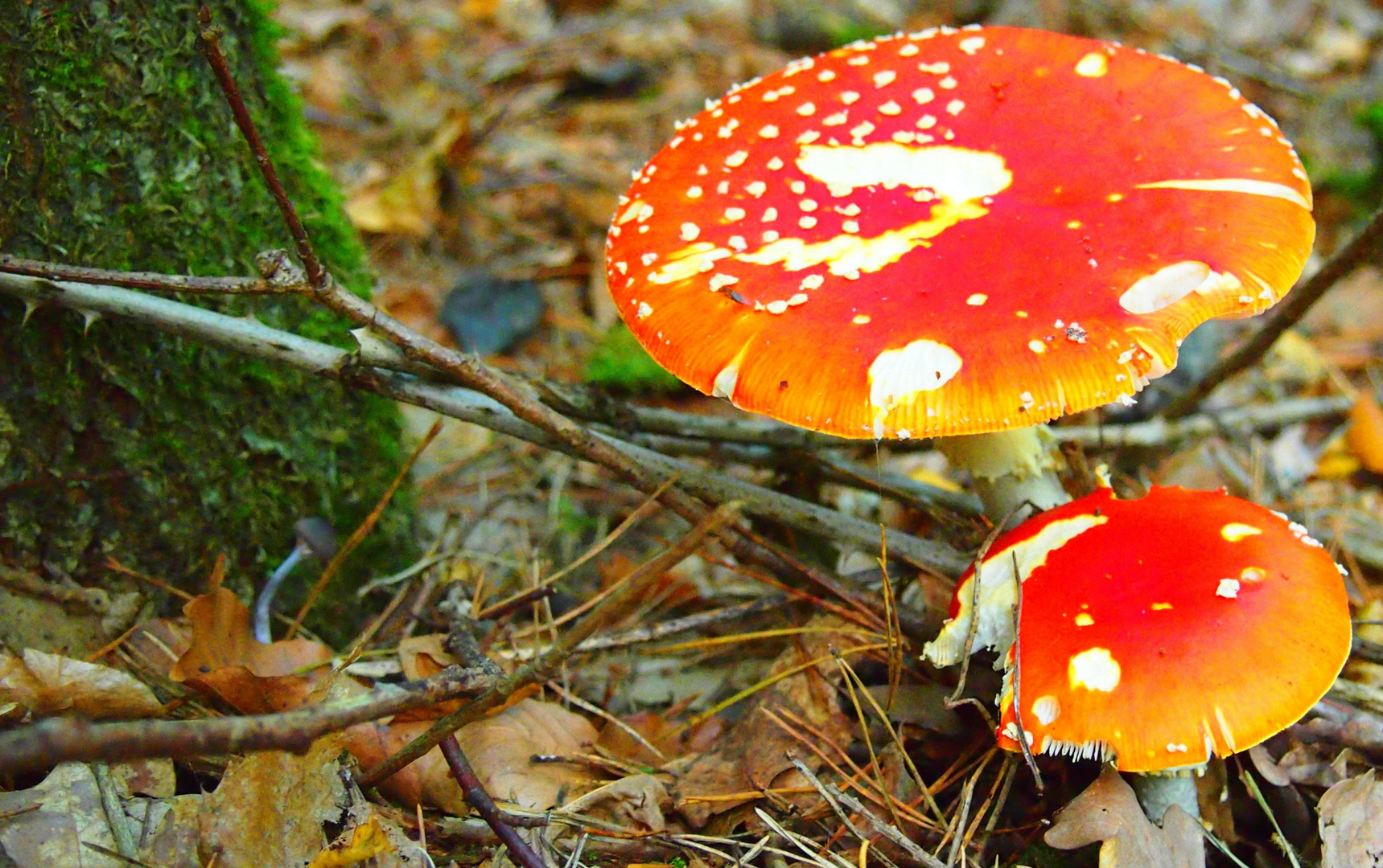 Gastfreundschaft im Pfälzer Wald