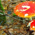 Gastfreundschaft im Pfälzer Wald