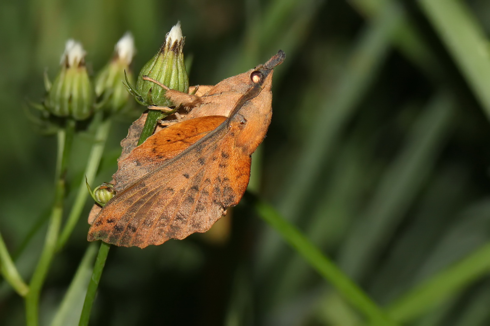 Gastropacha populifolia