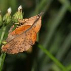 Gastropacha populifolia