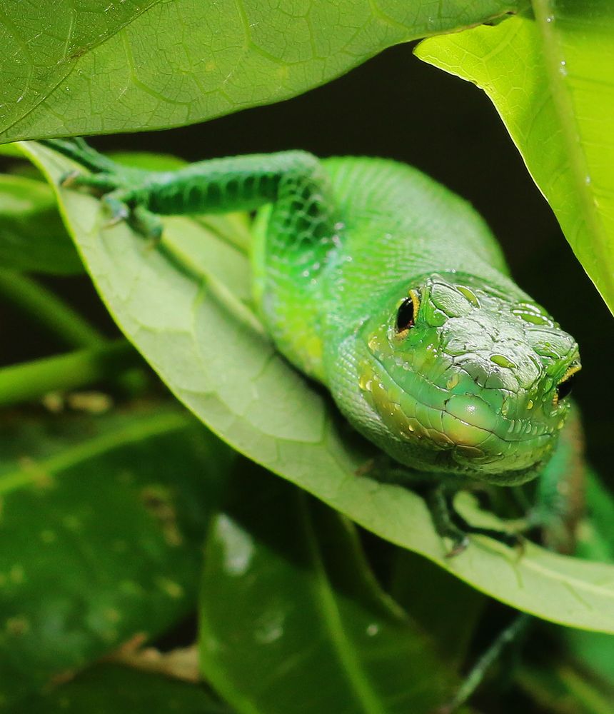 Gastropholis prasina Foto & Bild tiere, tierdetails, natur Bilder auf