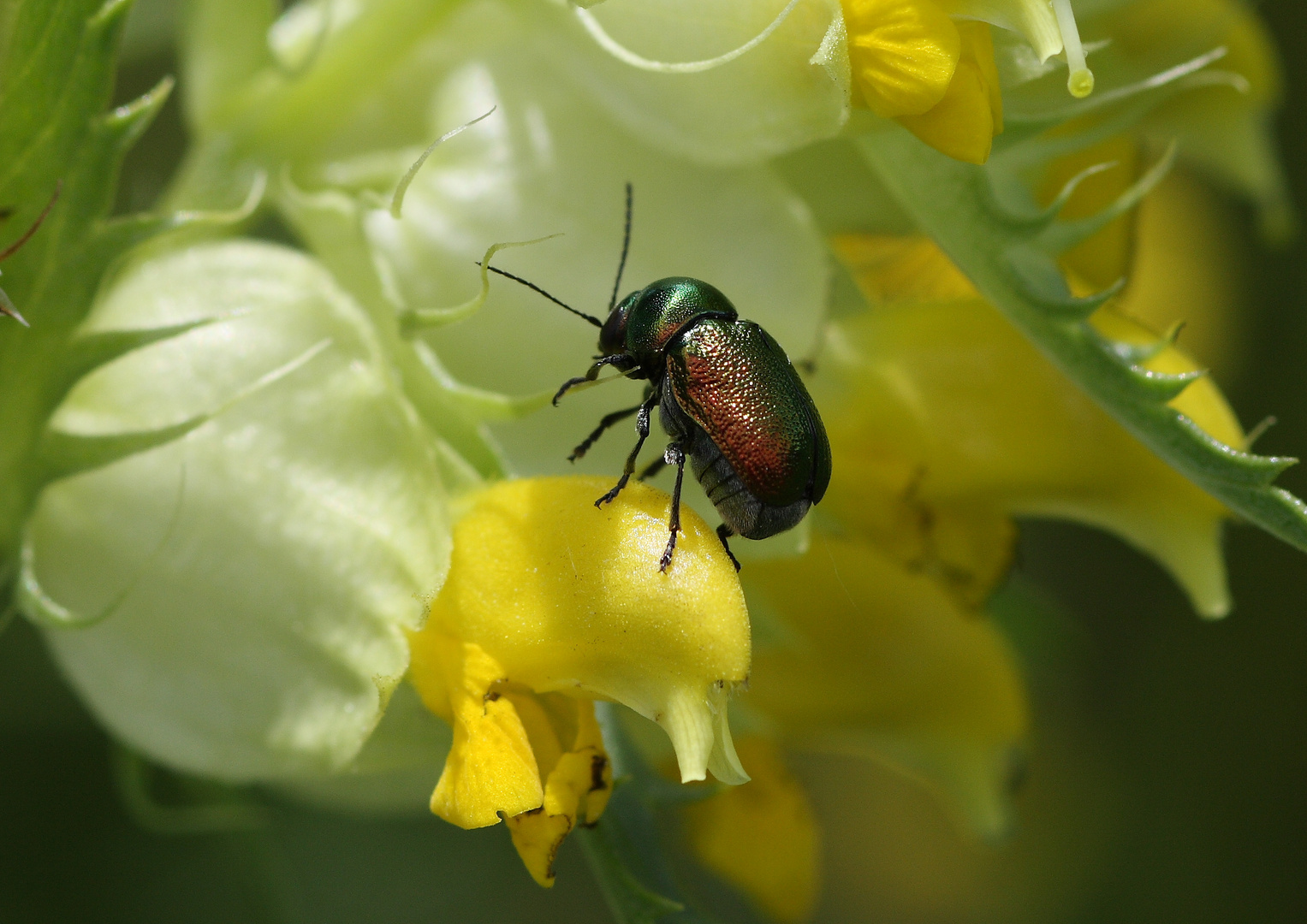 gastrophysa viridula