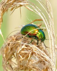 Gastrophysa Viridula