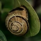 Gastropoda