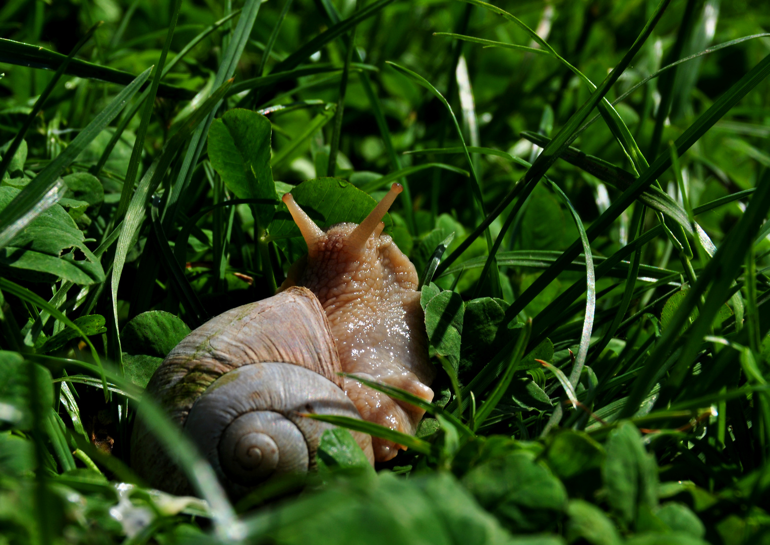 Gastropoda