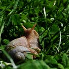 Gastropoda