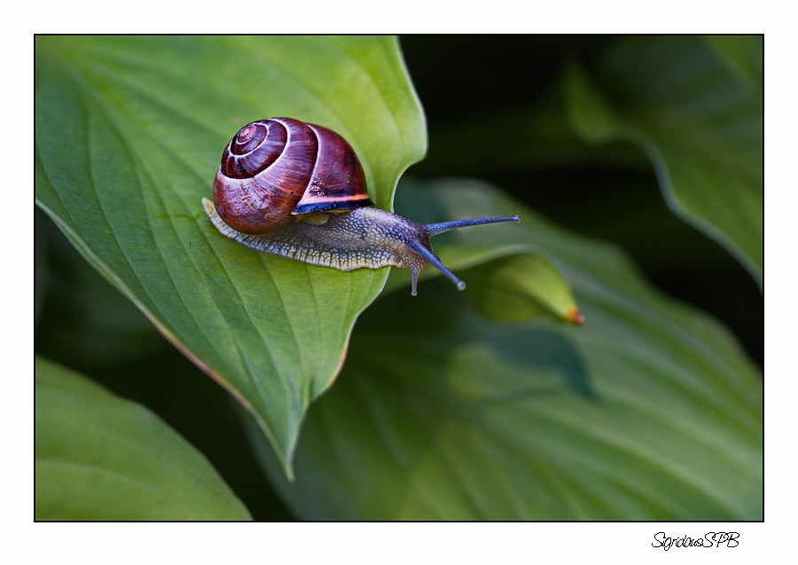 Gastropoda auf Wanderschaft,,,