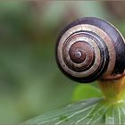 Gastropodia