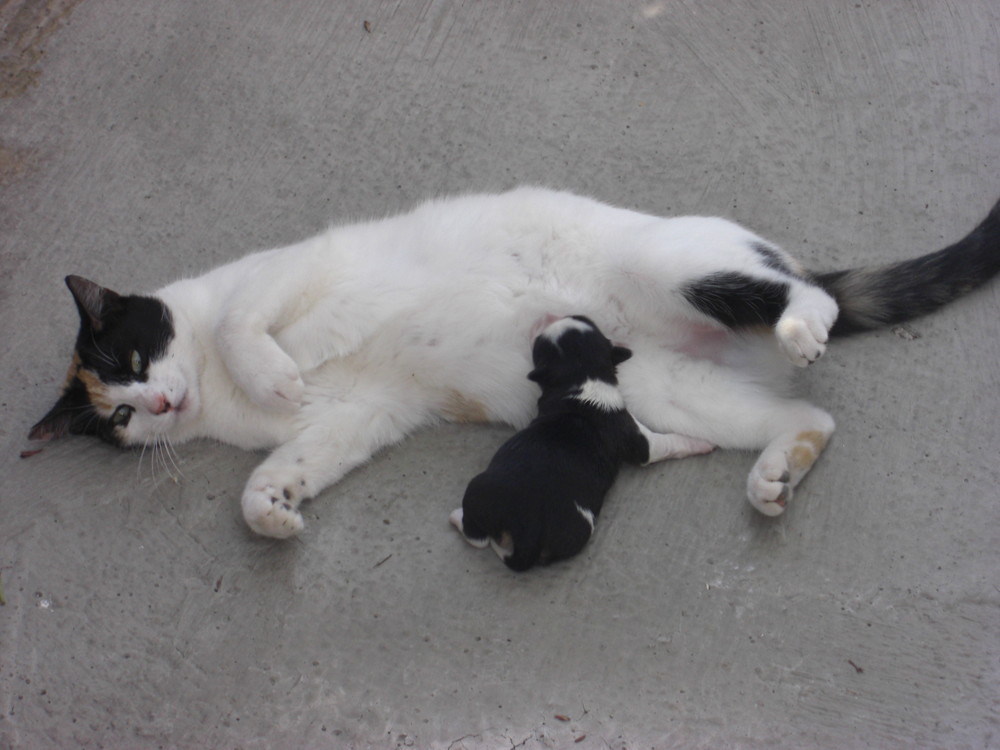 Gata amamanta un perrito!