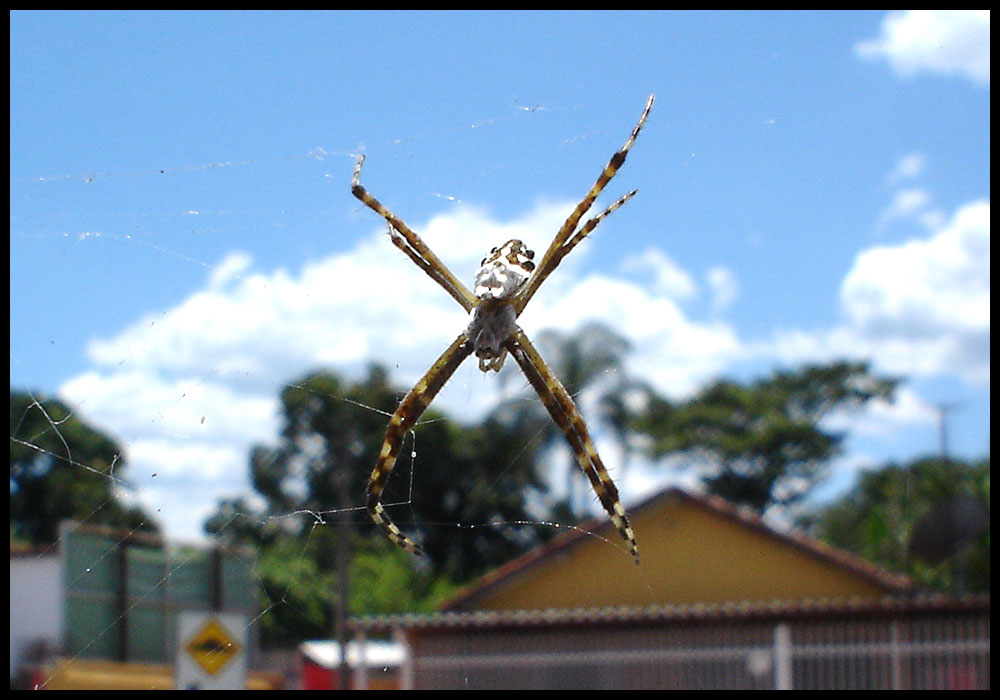 Gate's Spider