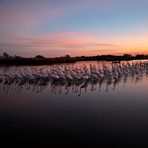 Gathering at dusk