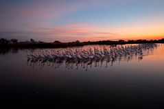 Gathering at dusk