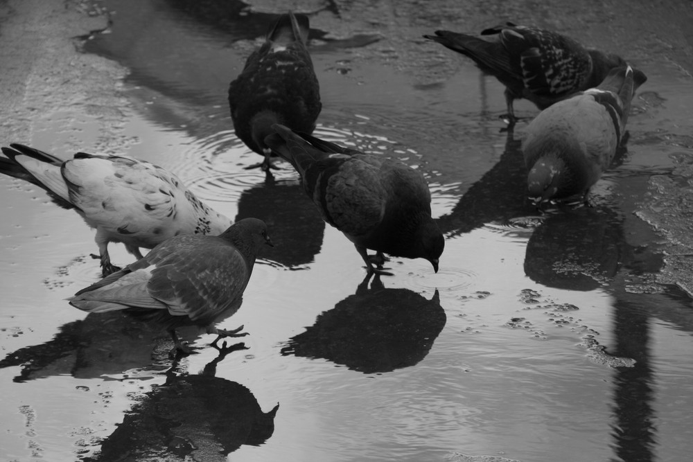 gathering for a drink