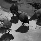 gathering for a drink