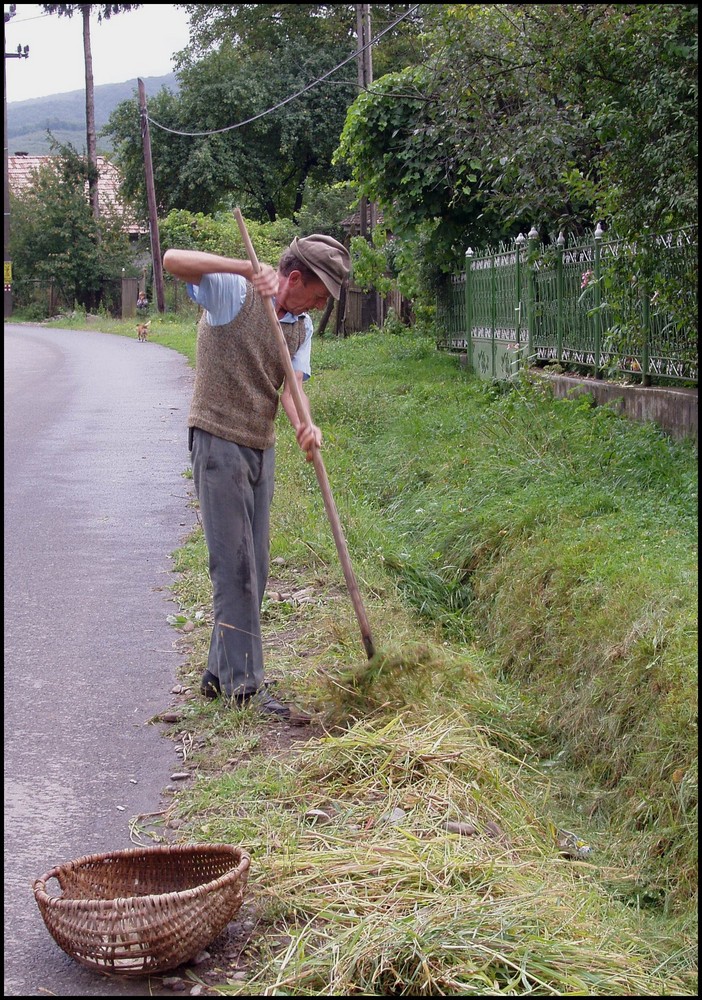 Gathering hay