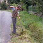 Gathering hay