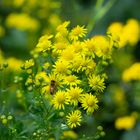 Gathering nectar