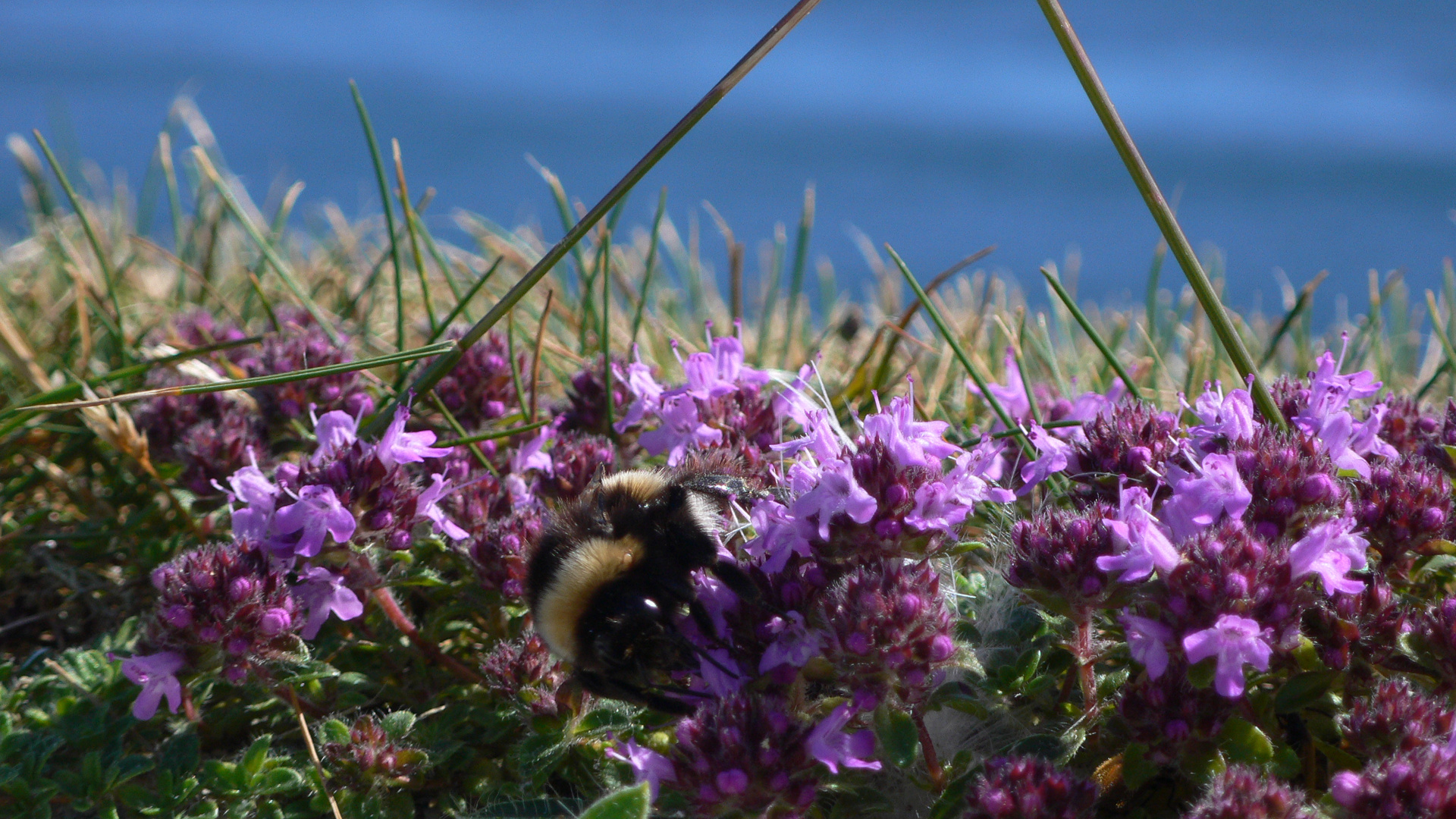 Gathering Pollen, Fort George, Scotland