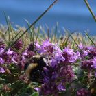 Gathering Pollen, Fort George, Scotland