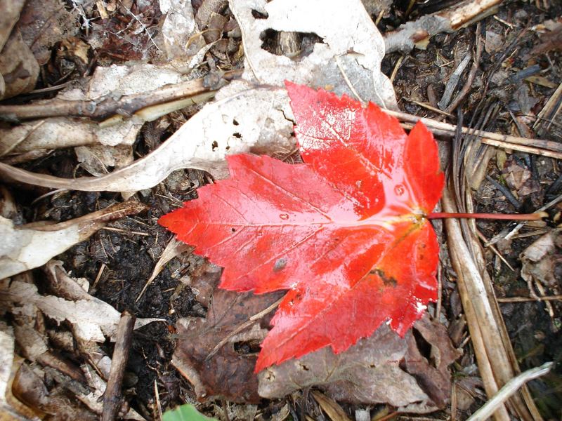 Gatineau Hills 2005