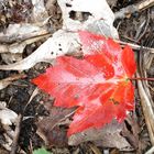 Gatineau Hills 2005