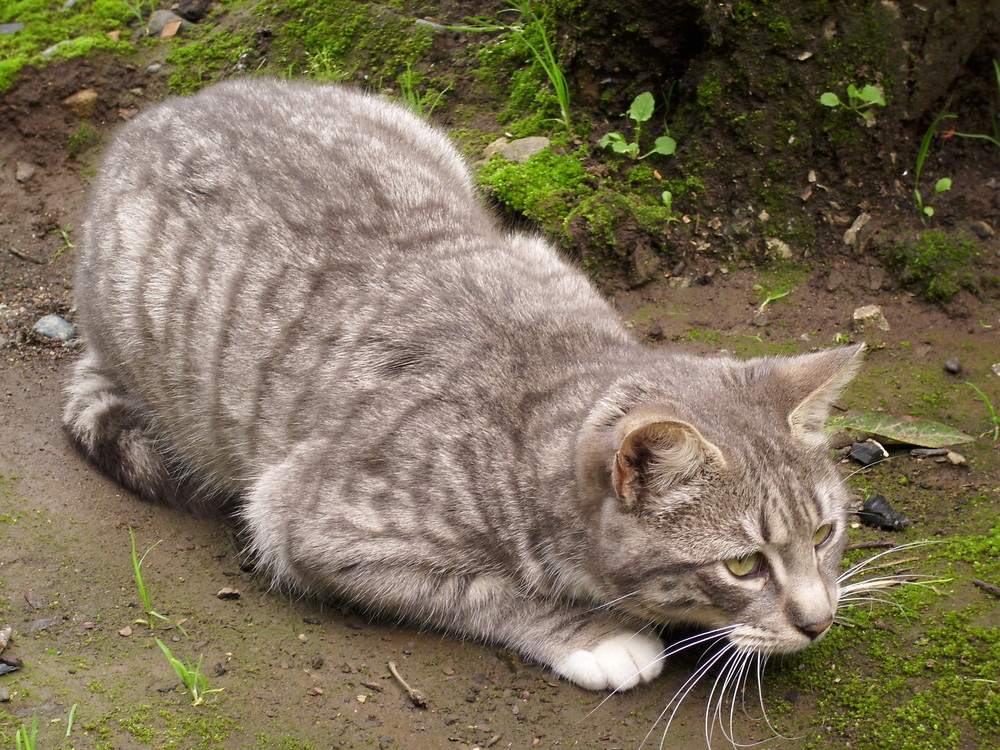 Gatito al acecho de su presa