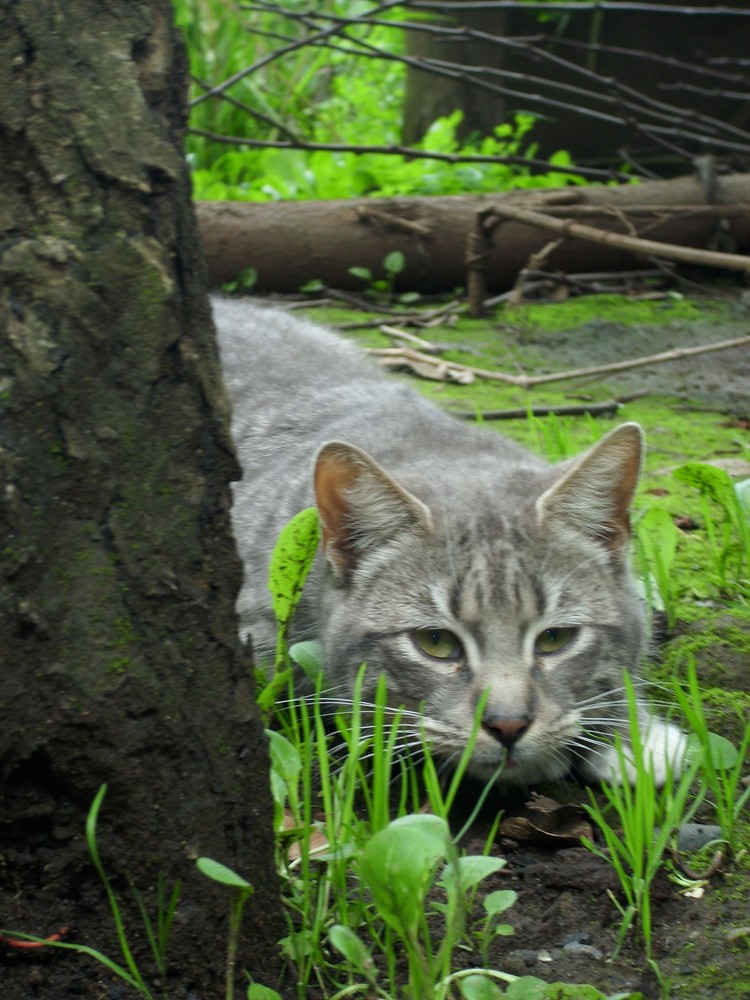 Gatito cazador