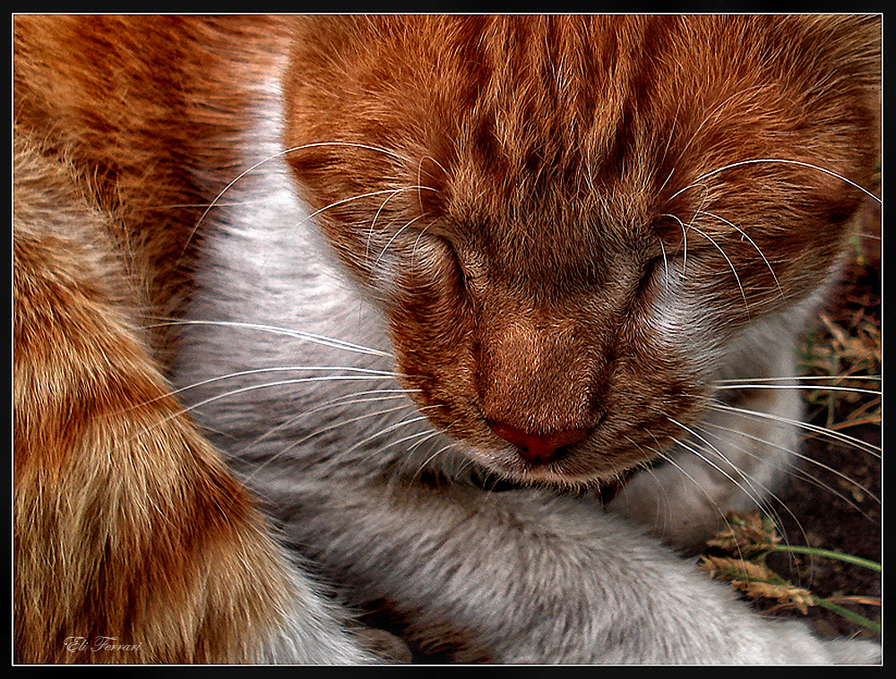 Gatito dormido