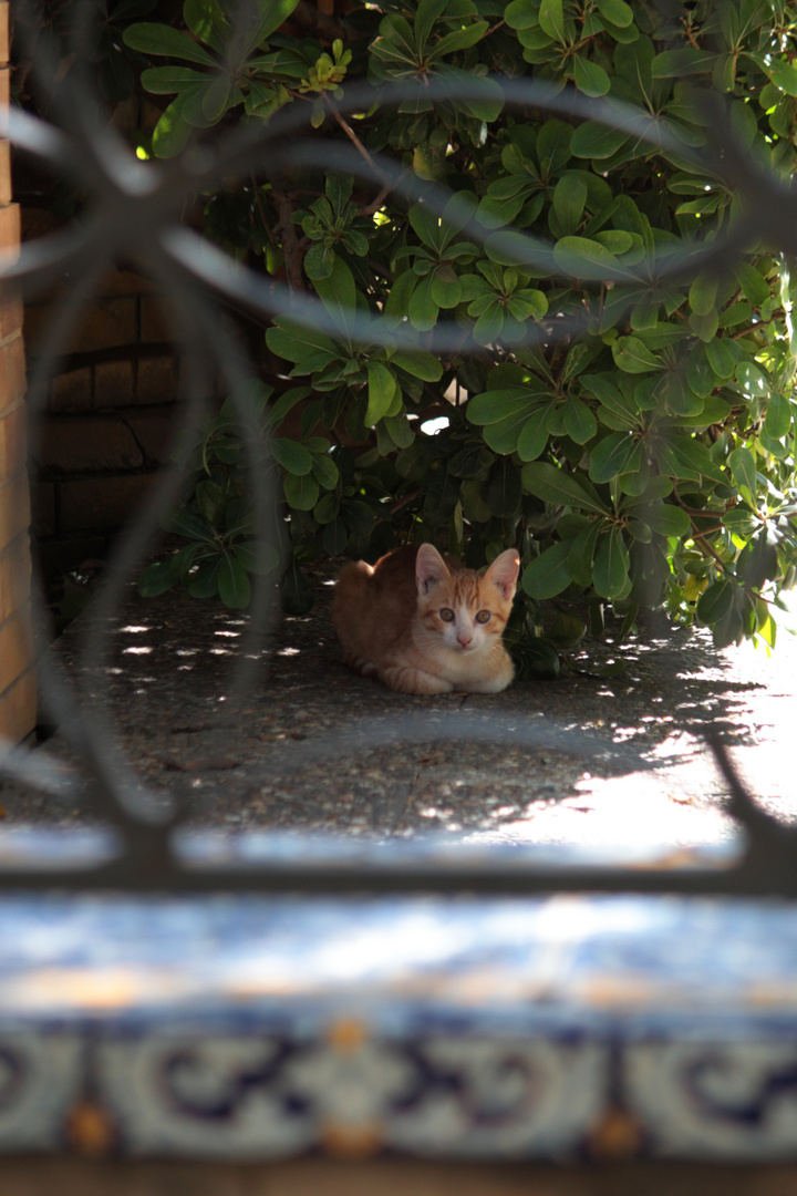 gatito escondido en matorral. 