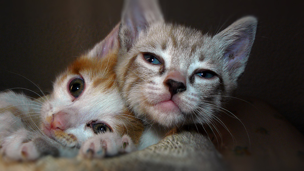 gatito loco con ojos desorbitados