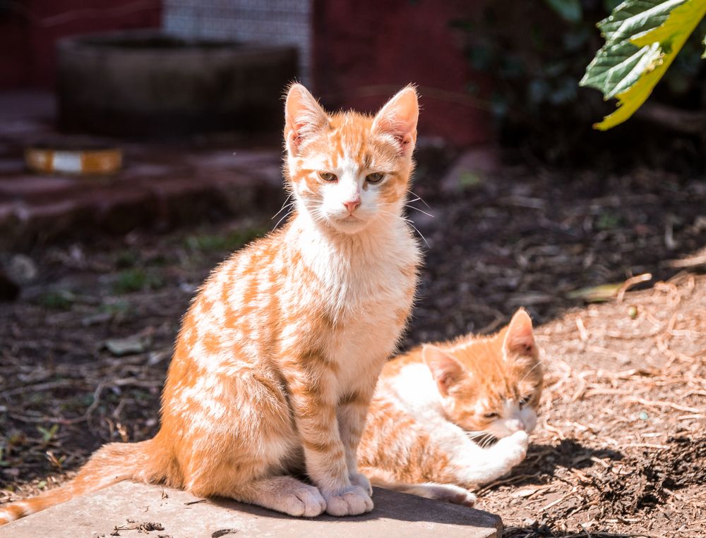 Gatitos al sol