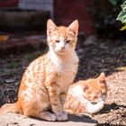 Gatitos al sol