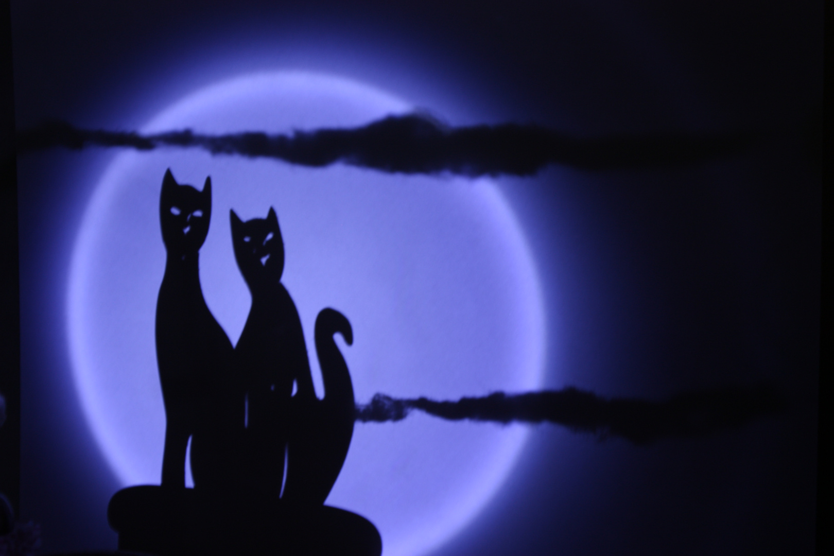 gatitos en la luna