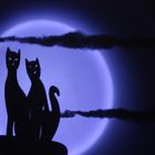 gatitos en la luna