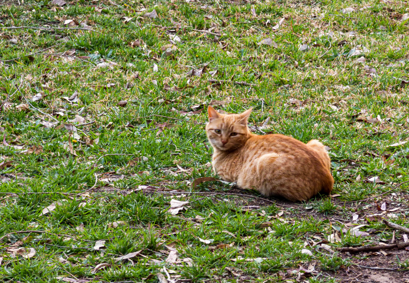 Gato