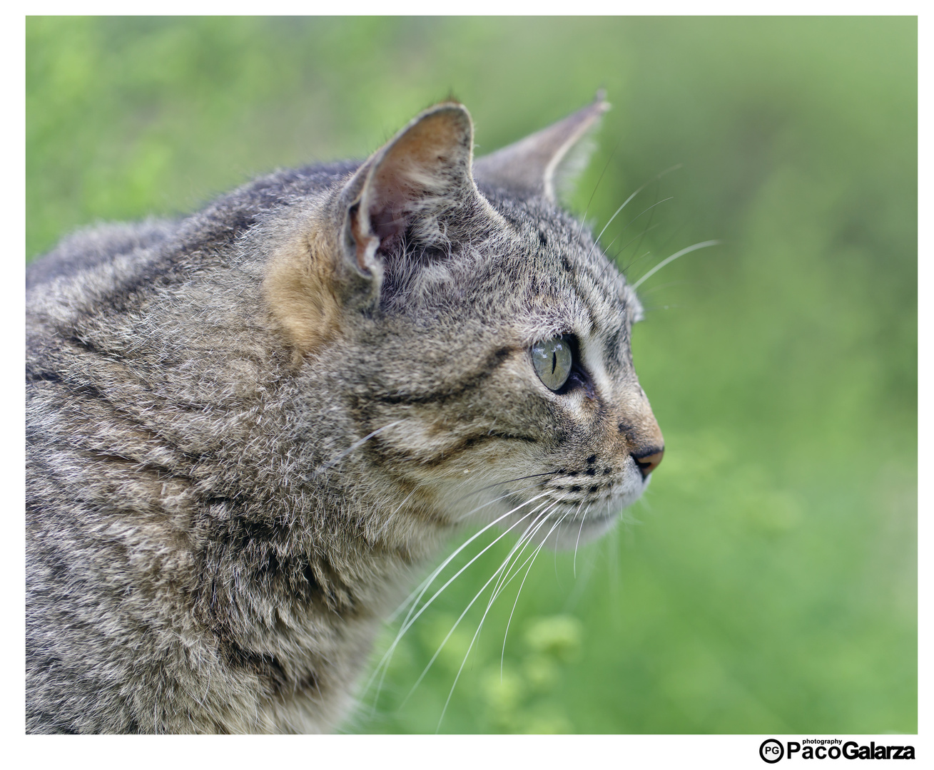 gato