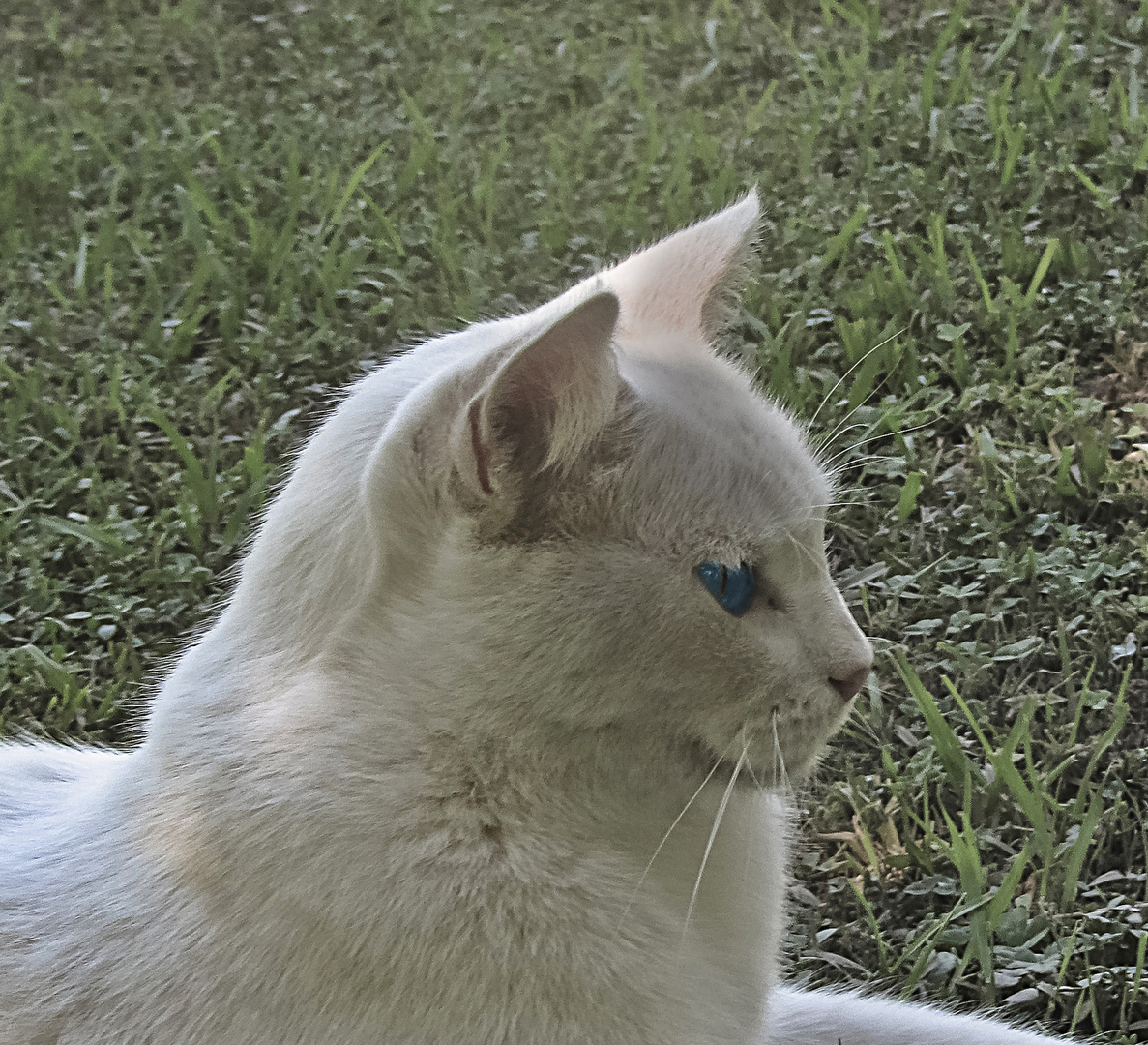 Gato blanco