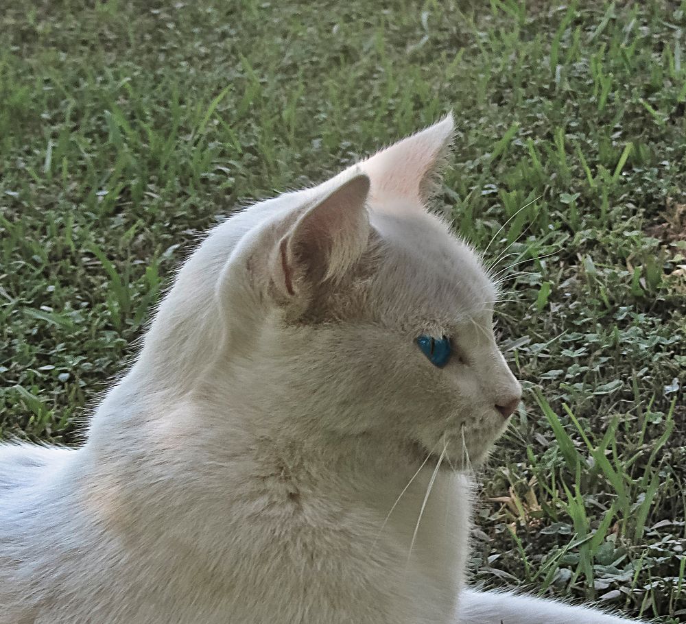Gato blanco Imagen & Foto | fotos, portrait, katze Fotos de fotocommunity