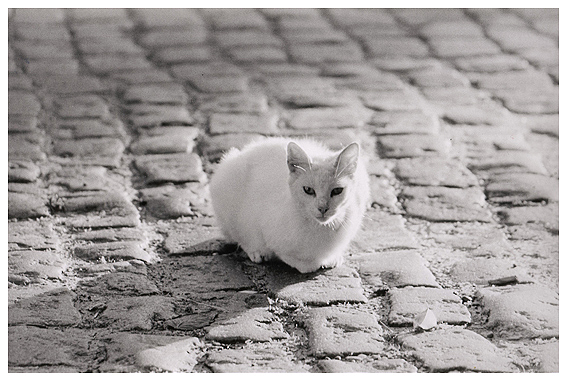 gato blanco.