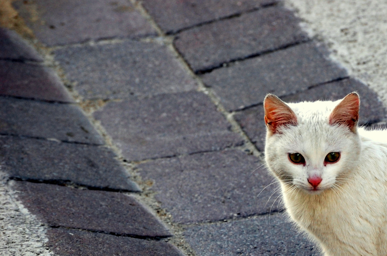 GATO BLANCO