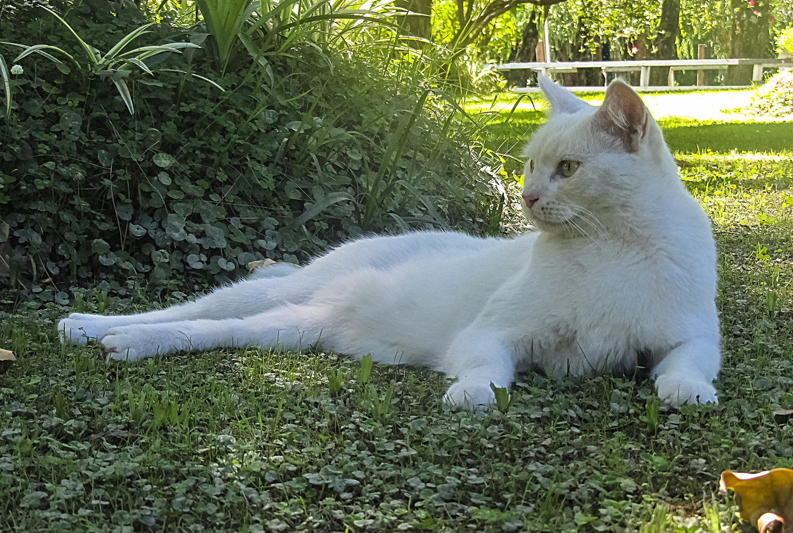 Gato blanco I