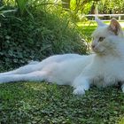 Gato blanco I