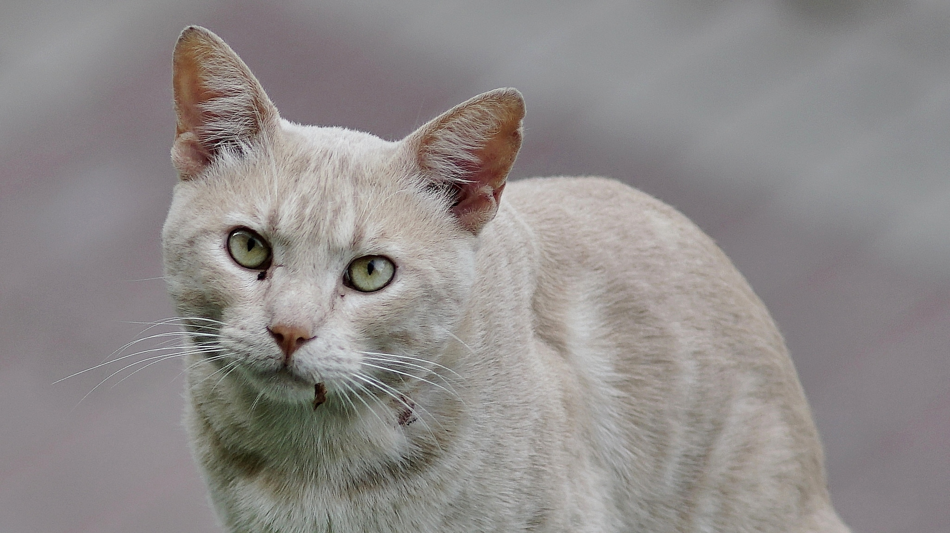 Gato callejero 