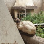 Gato callejero en una casa en ruinas.