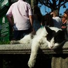 Gato cementerio Recoleta