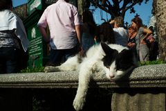 Gato cementerio Recoleta