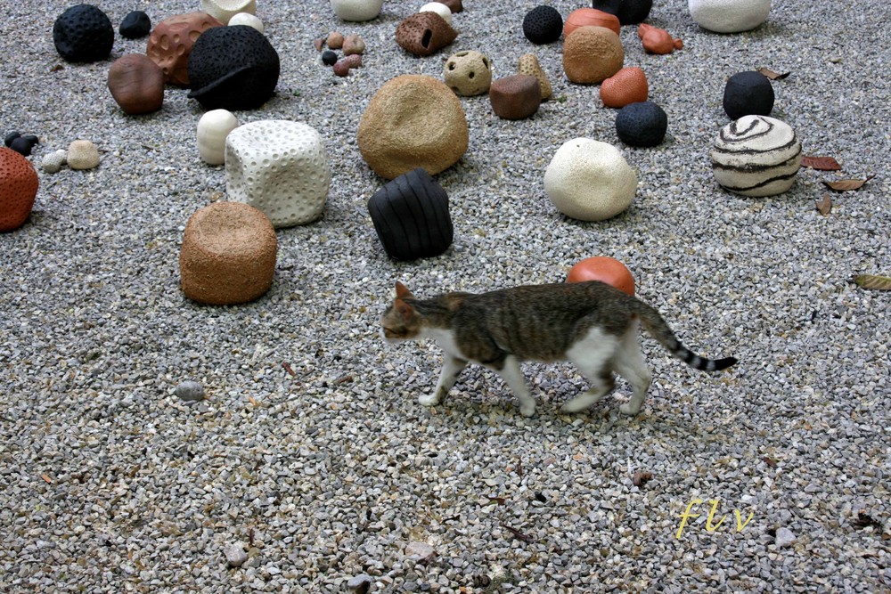 gato con piedras