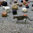 gato con piedras