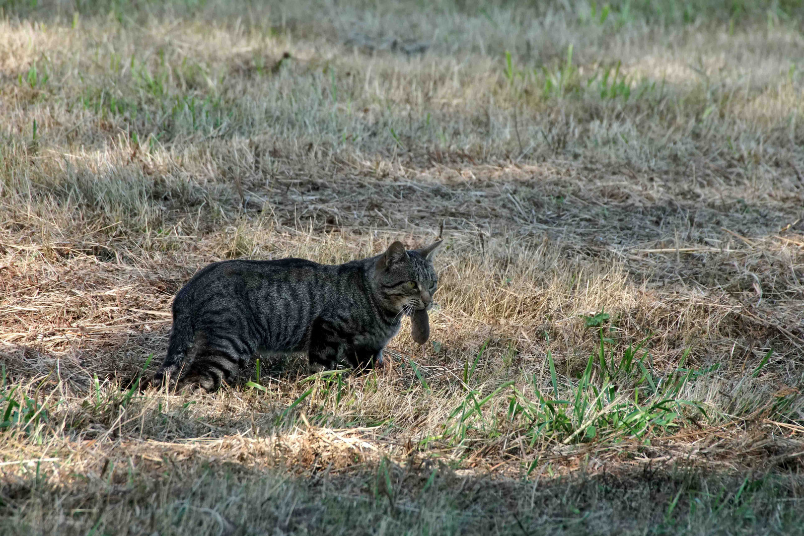 Gato con ratón